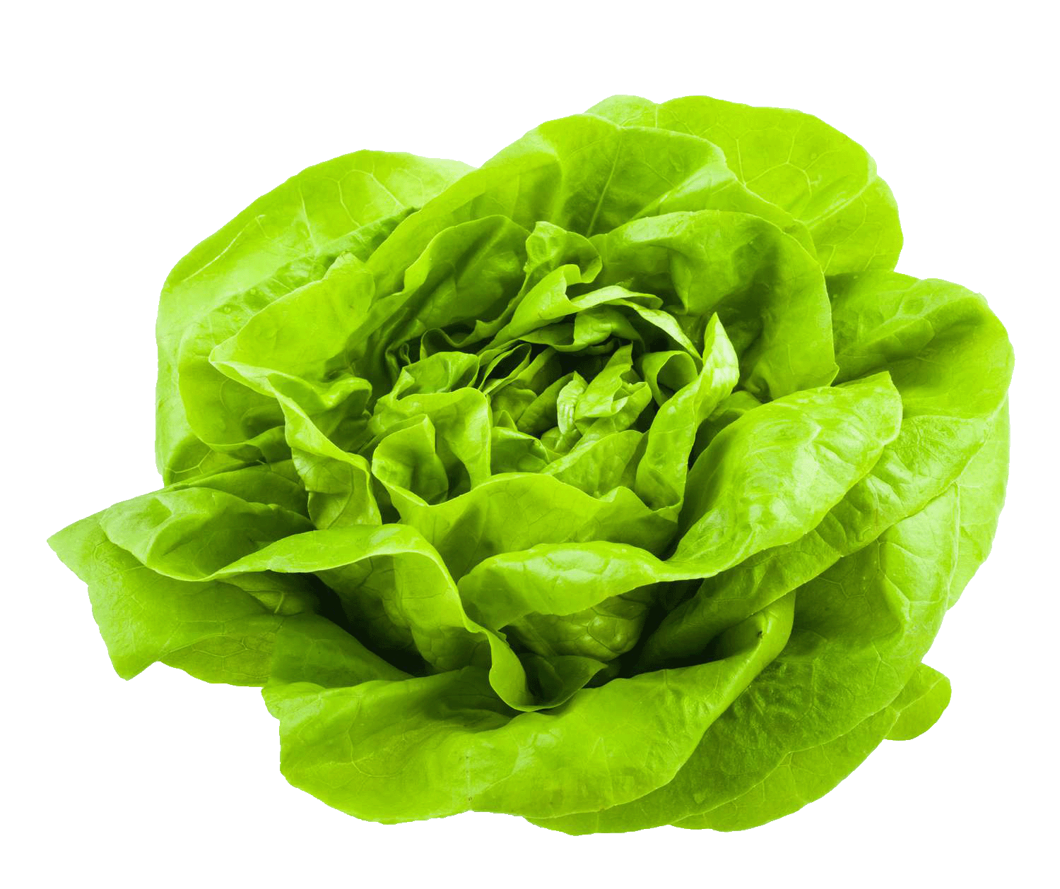 bibb lettuce